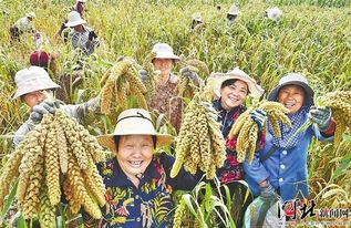 承德縣熙野農(nóng)副產(chǎn)品購銷專業(yè)合作社谷子喜獲豐收