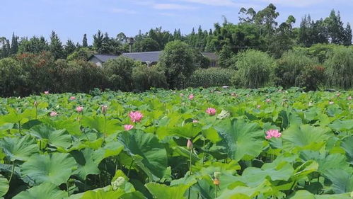 點(diǎn)贊 樂山這個(gè)村躋身 國家隊(duì)